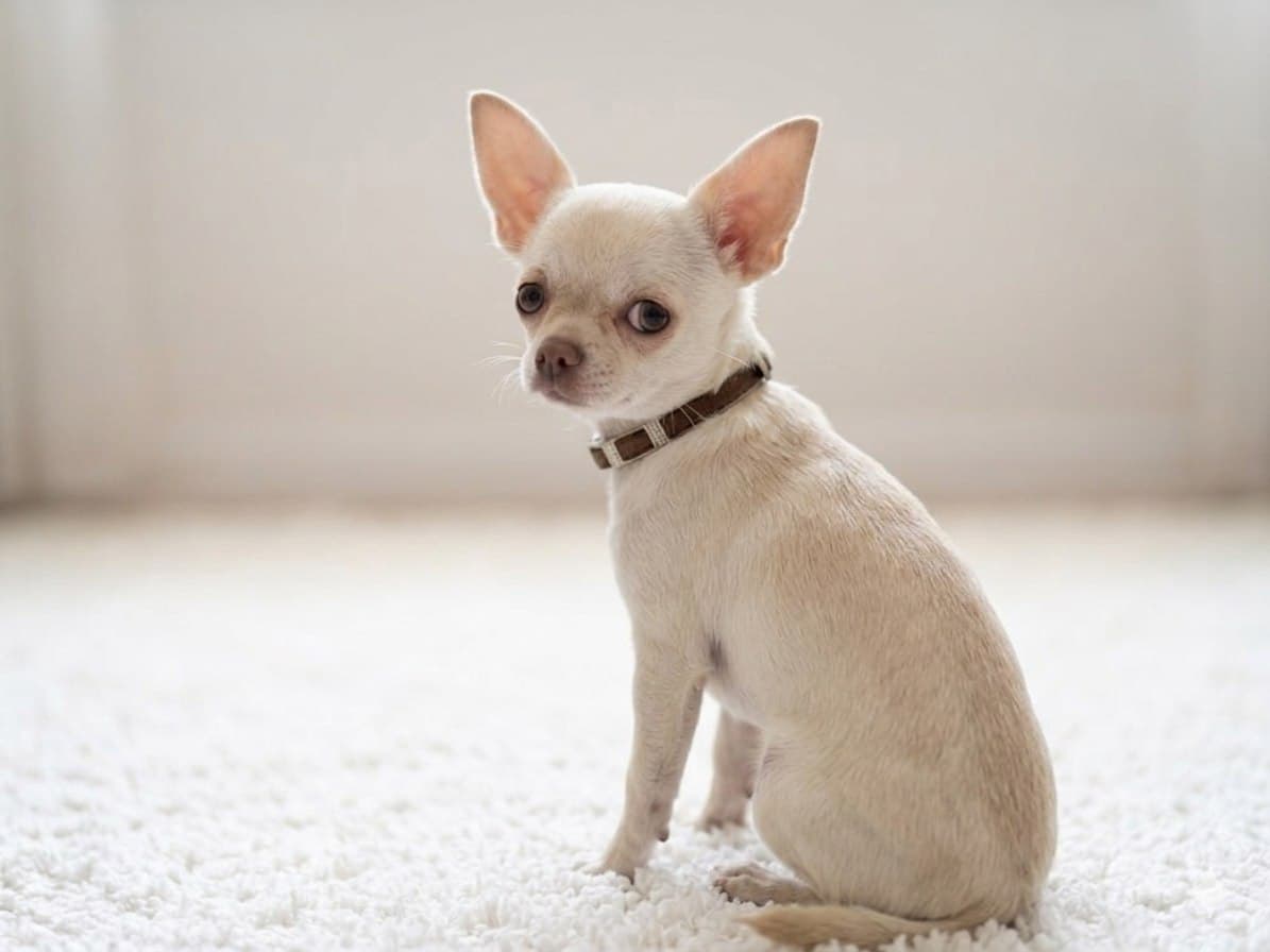 Chihuahua