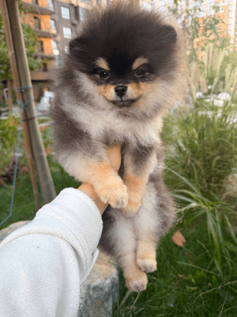 Pomerania