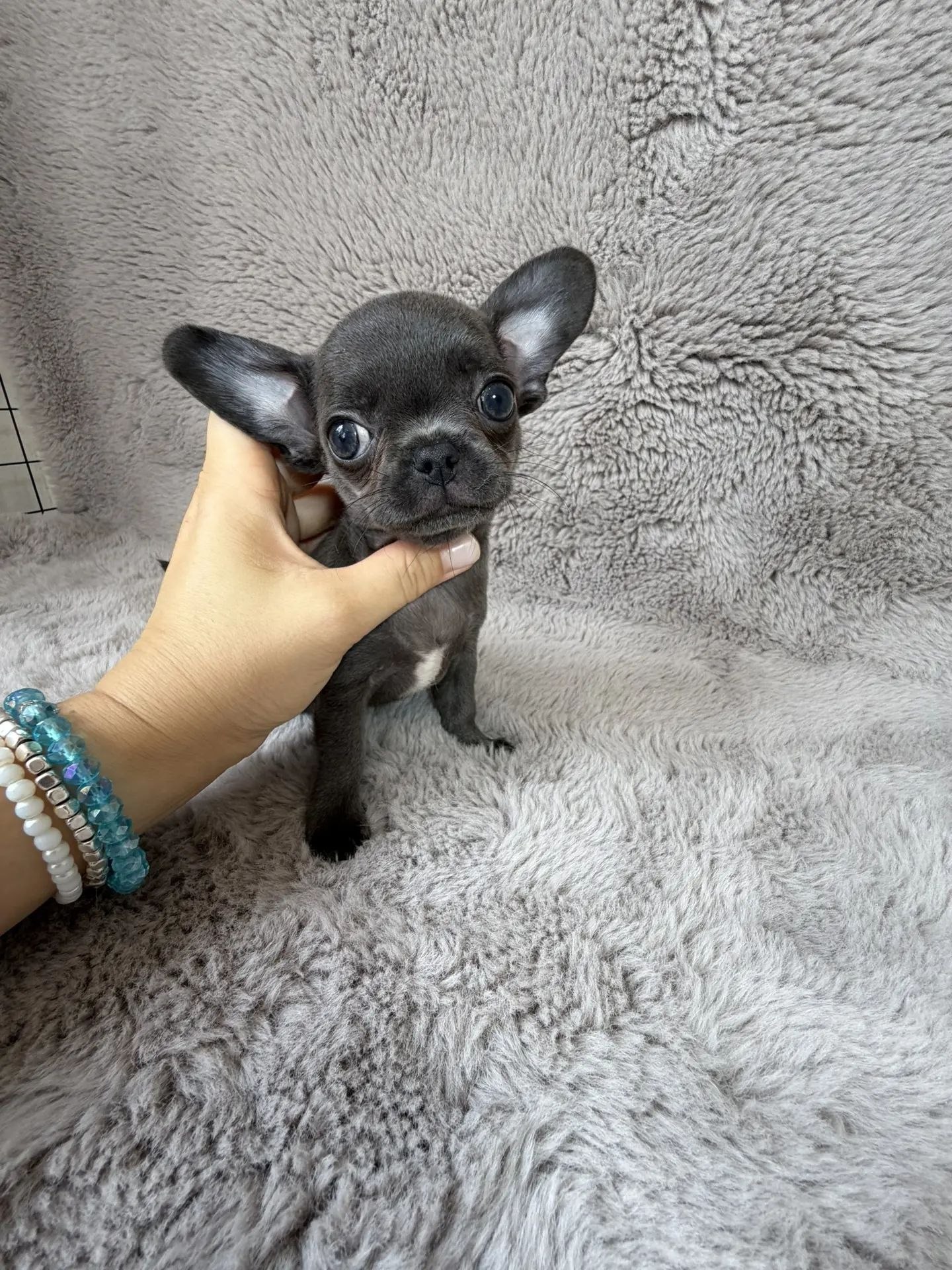 Chihuahua Royal Paws