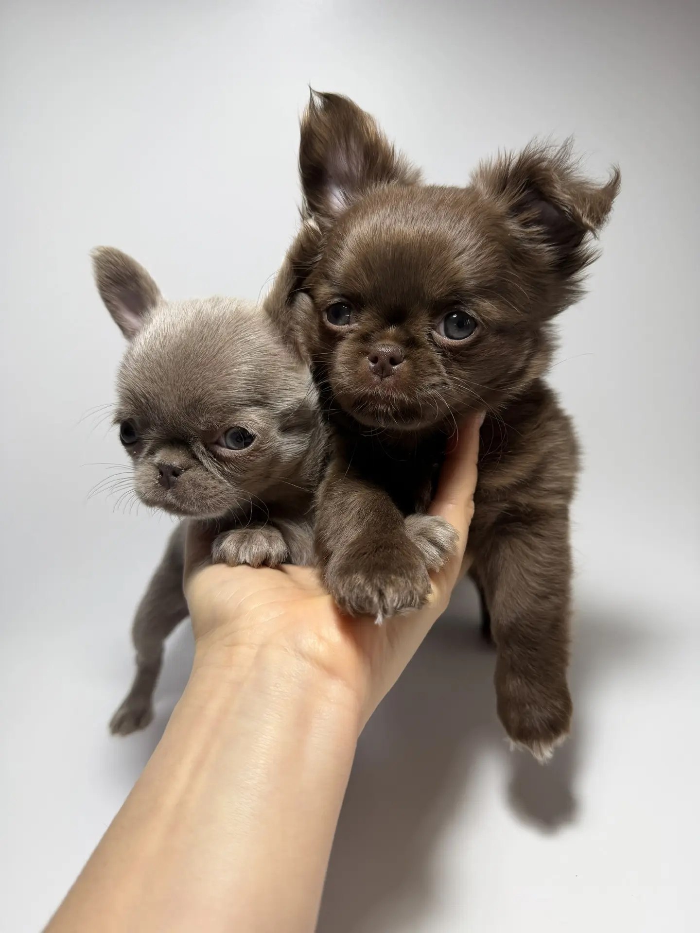 Chihuahua, Chocolate and lilac long-haired coat