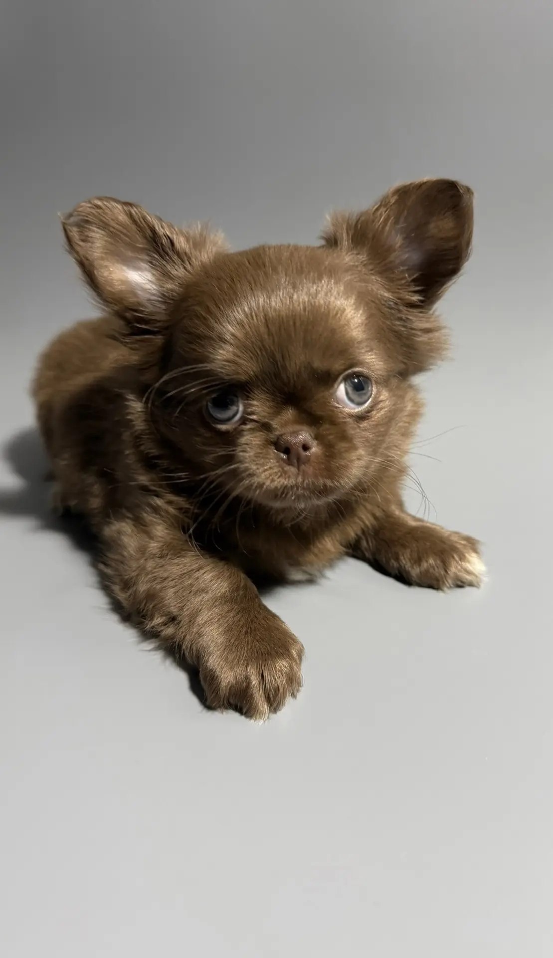 Chihuahua, Chocolate long-haired coat