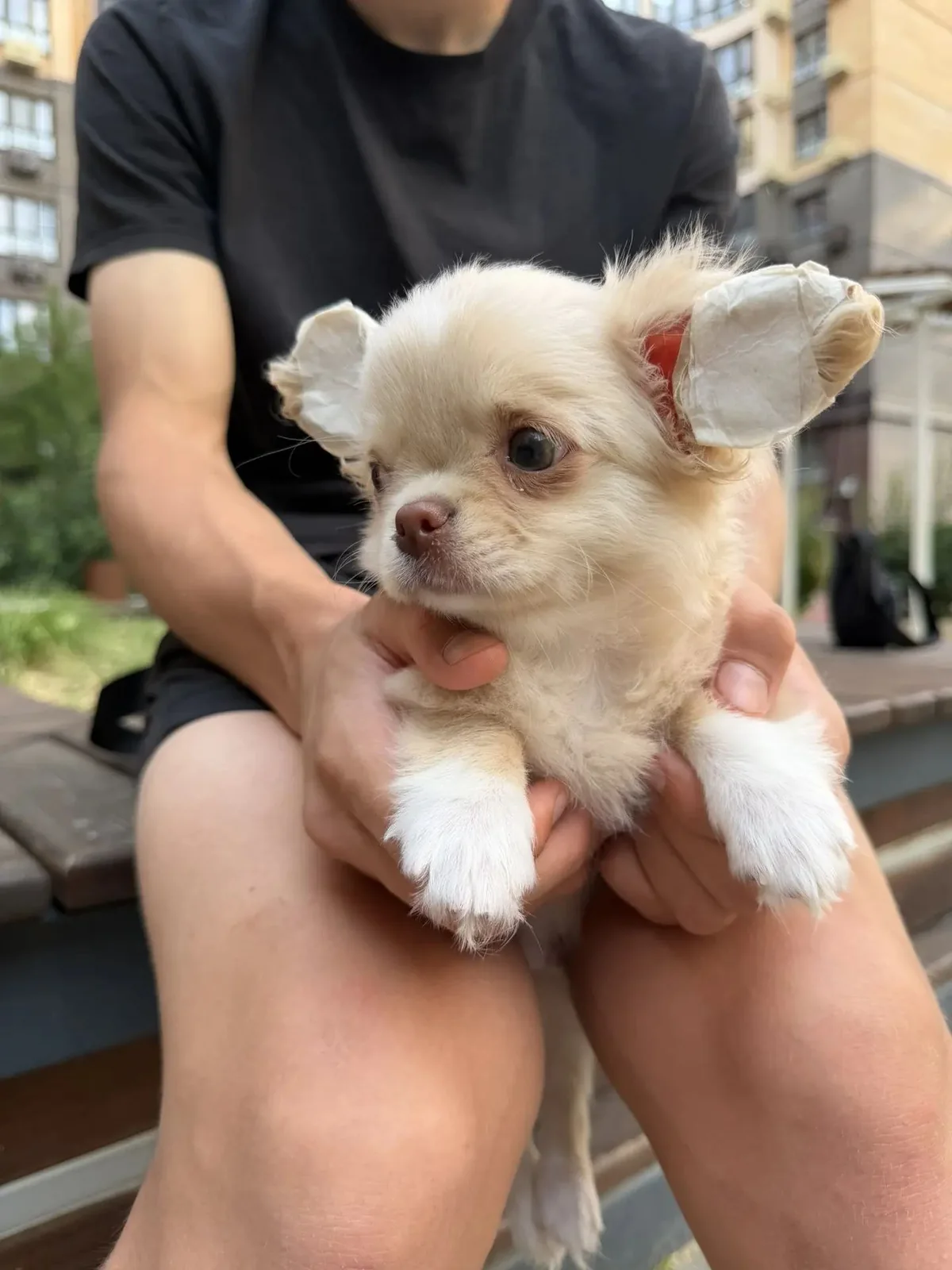 Royal Paws puppy prepared for a new family