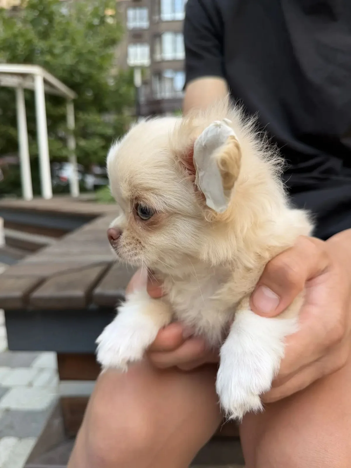 Cream Chihuahua Boy, view 3