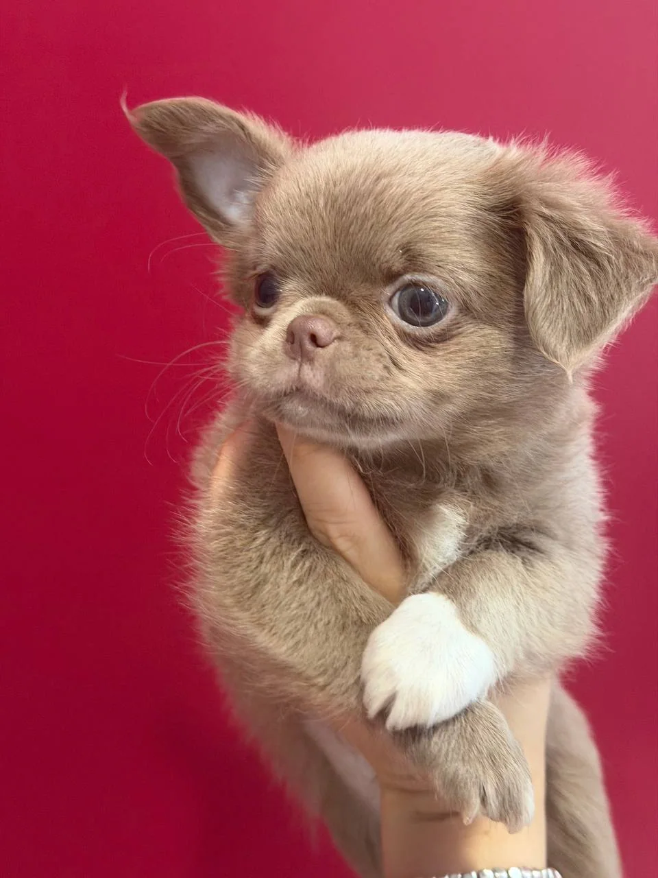 Lilac Chihuahua Boy at Royal Paws