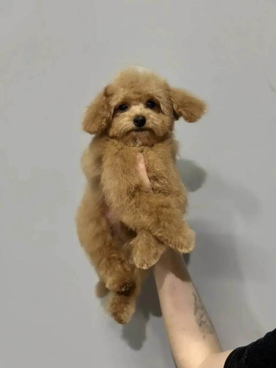 Apricot Maltipoo Boy at Royal Paws
