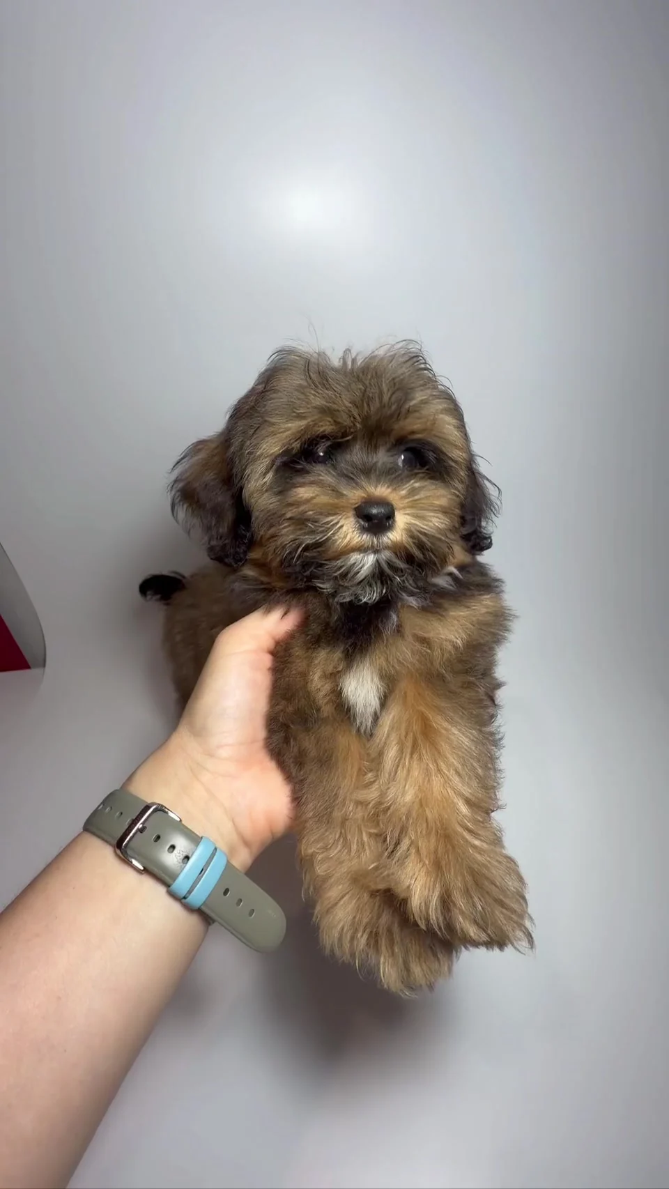 Maltipoo Shih-poo Boy at Royal Paws
