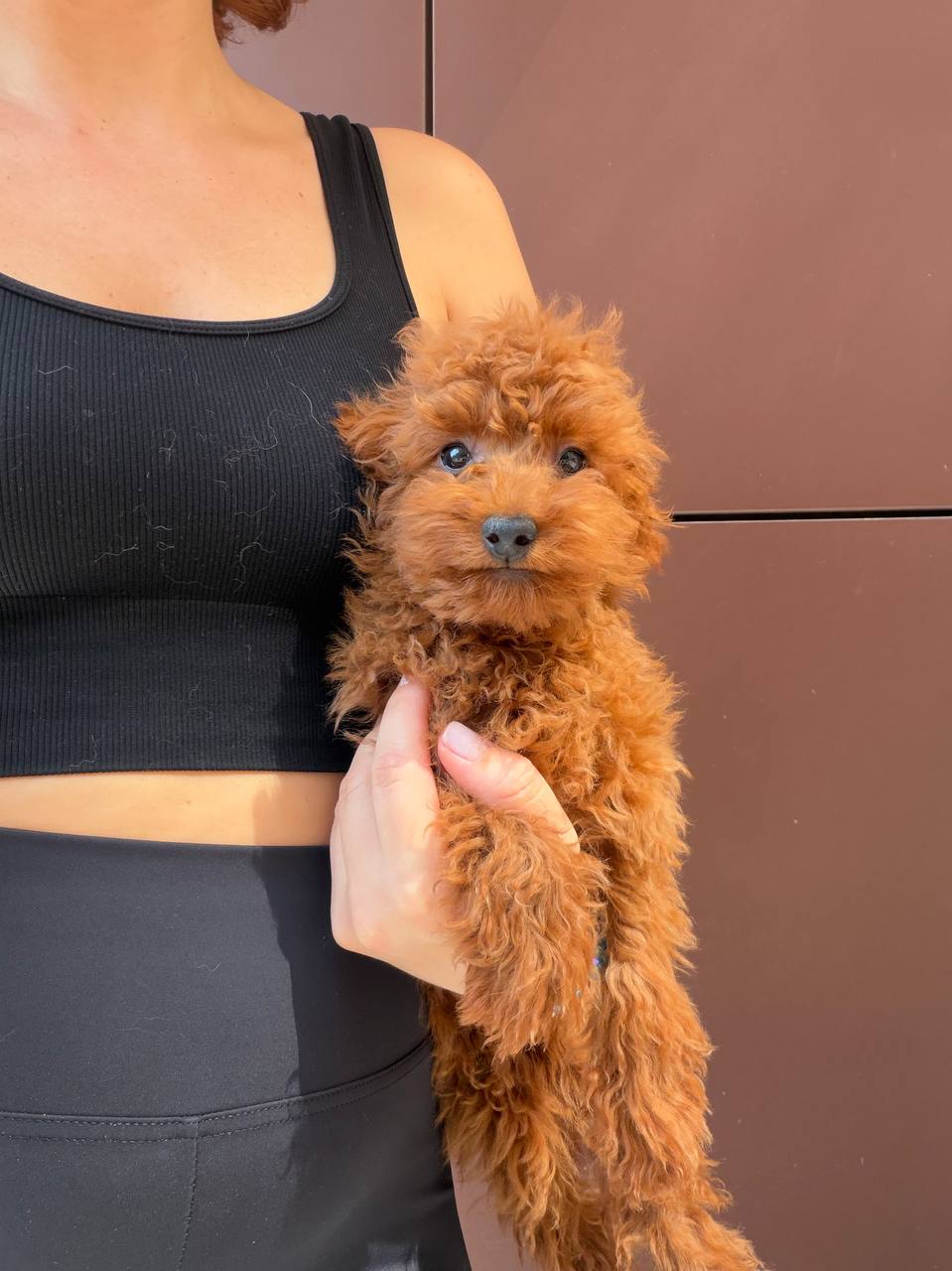 Toy Poodle Royal Paws