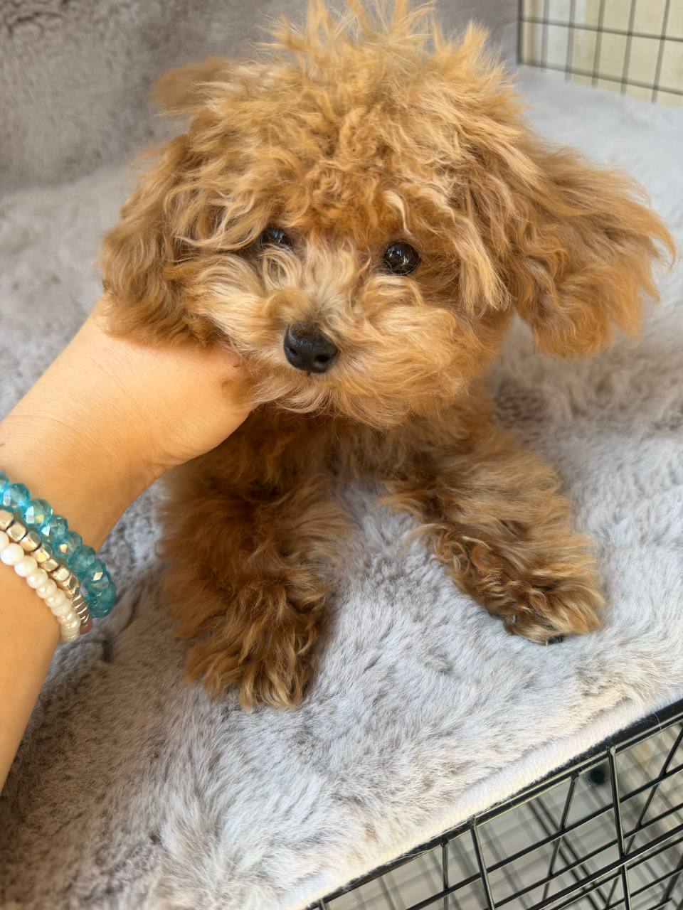 Maltipoo Royal Paws