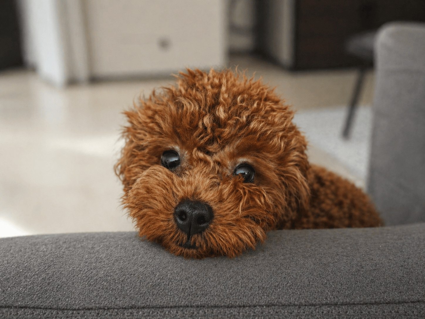 Toy Poodle, Red brown coat